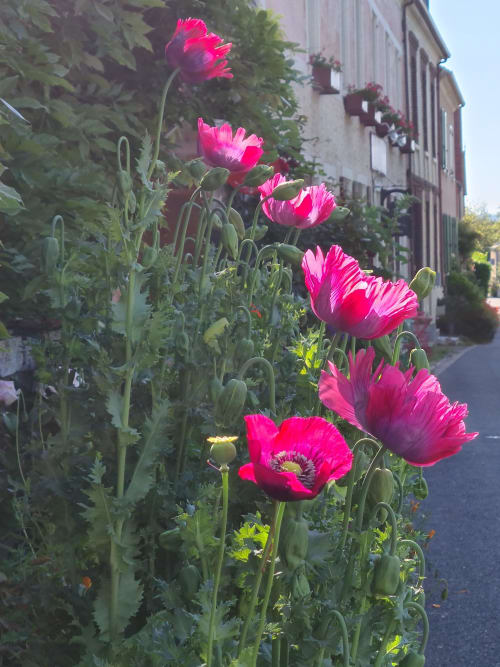 Coquelicots rouge vif en fleur au jardin de Giverny, cottage Le Petit Nid d'Aigle avec bâtiments historiques