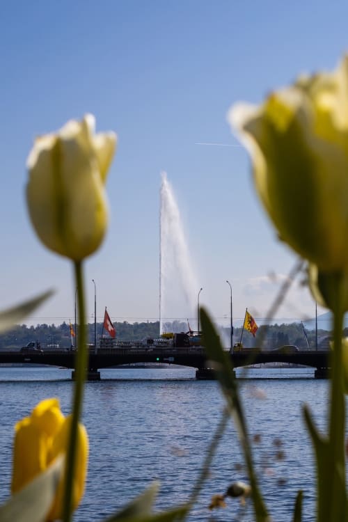 Les tulipes jaunes encadrent la vue sur la fontaine et le pont de Genève avec des voiliers