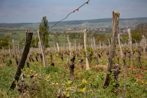 Rangées de vignes du Château de Grandmont à Blacé, France avec un paysage de campagne vallonné