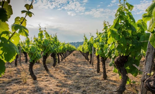 Rangées de vignes au Château de Grandmont à Blacé, France, avec des ceps verdoyants et des collines ondulantes