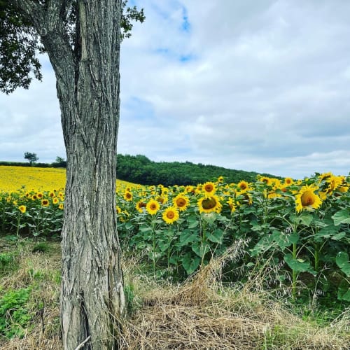 Sunflower field near Maison Monsieur Léger in Montaut, France with gnarled tree in foreground