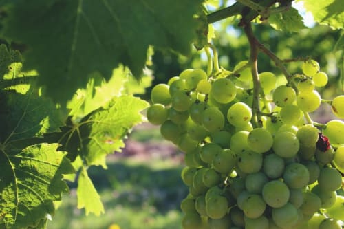 Fresh white grapes on vine with green leaves at Maison Monsieur Léger vineyard in Montaut, France