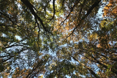 Tall trees with autumn foliage canopy above, golden and green leaves, clear blue sky visible - Maison Monsieur Léger, Montaut