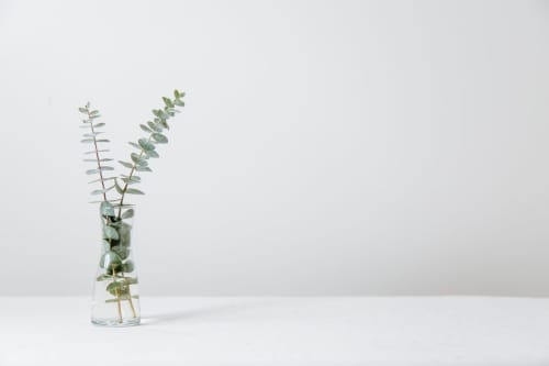 Eucalyptus stems in glass vase at Maison Monsieur Léger, Montaut vacation home