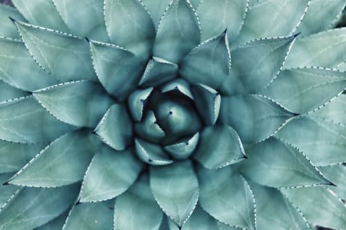 Overhead view of blue-green agave succulent plant at Maison Monsieur Léger, Montaut