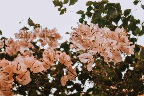 Peach-colored bougainvillea flowers blooming at Maison Monsieur Léger guesthouse in Montaut, France