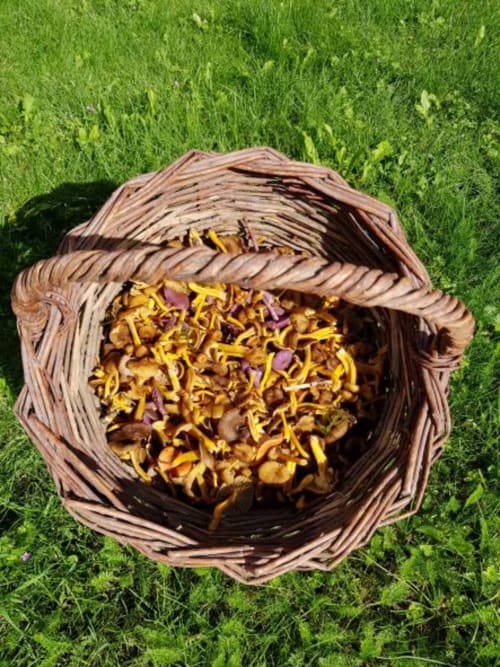 Ceuillette de champignons