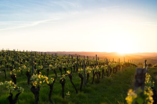 la route des vins de Corbières Minervois - vins proche Carcassonne