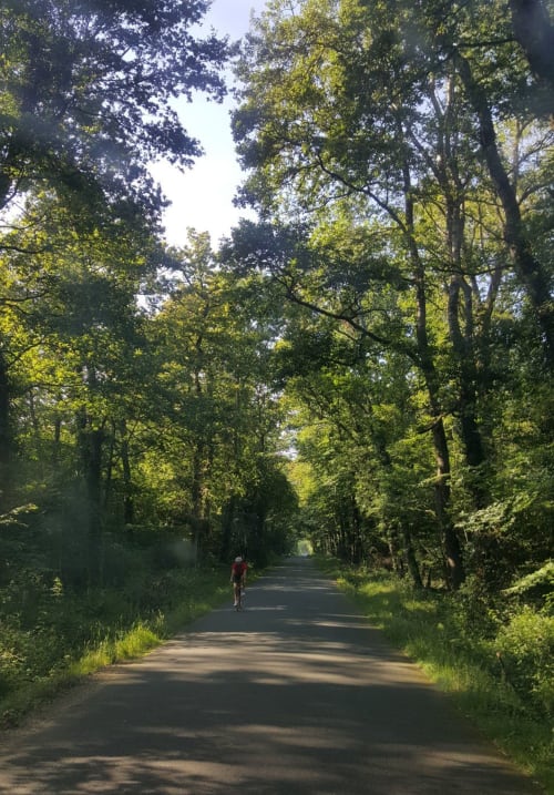 Route forestière aux Forges Du Lou à Jugon-les-Lacs, cycliste traversant une verdoyante forêt