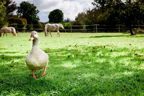Stay at the farm of Ervée de Saint-Roch
