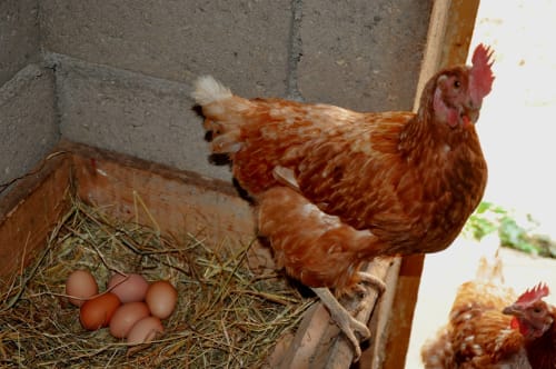 Red hen with eggs in straw at Aux Prés Du Berry farm stay in Chavin, France
