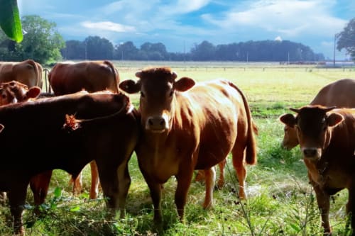 Herd of brown cattle grazing in pastoral French countryside near Aux Prés Du Berry, Berry region