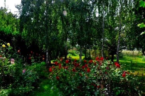 Lush garden at Aux Prés Du Berry B&B with red roses, green foliage, and birch trees in rural Chavin, France