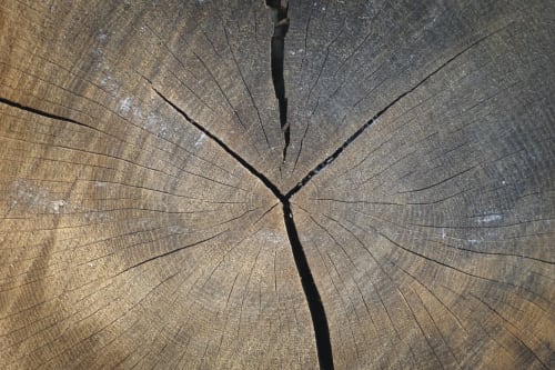 Close-up of tree ring cross-section at Maison Monsieur Léger in Montaut, France