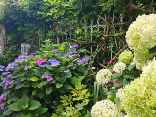 Hortensias roses et blancs en fleurs dans le jardin du Petit Nid d'Aigle à Giverny, France