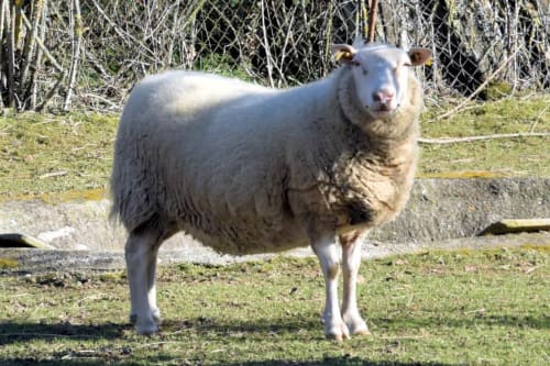 White sheep standing in grassy enclosure at Aux Prés Du Berry, a French countryside bed and breakfast in Chavin