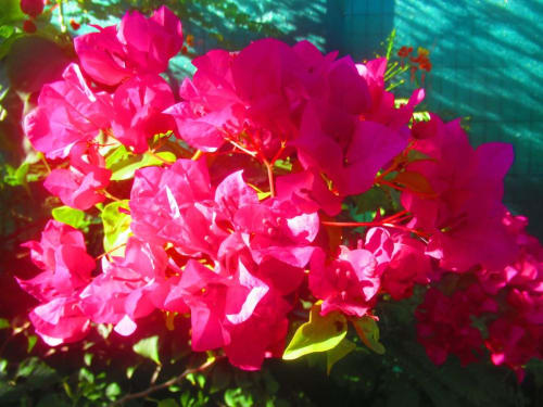 Fleurs de bougainvillée rose vif en pleine floraison à Caribgites, charmante maison d'hôtes à Sainte-Anne, Guadeloupe