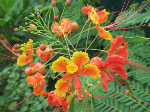 Fleurs rouges et jaunes éclatantes avec feuillage ressemblant à des fougères à Caribgites à Sainte-Anne, Guadeloupe