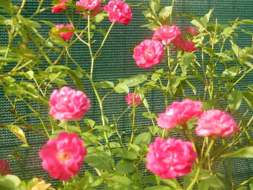 Magnifiques roses roses en fleur devant un treillis vert à la Caribgites BnB à Sainte-Anne, Guadeloupe