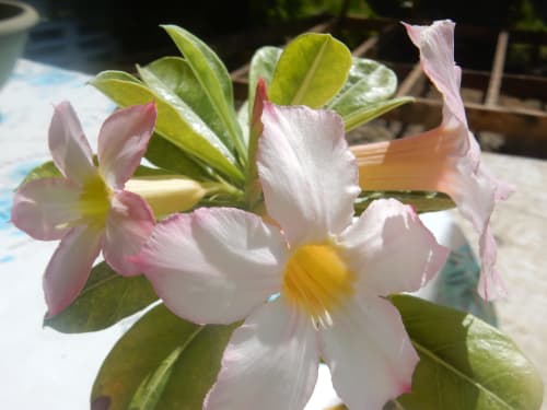 Orchidées blanches et roses aux cœurs jaunes à Caribgites BnB, Sainte-Anne, Guadeloupe