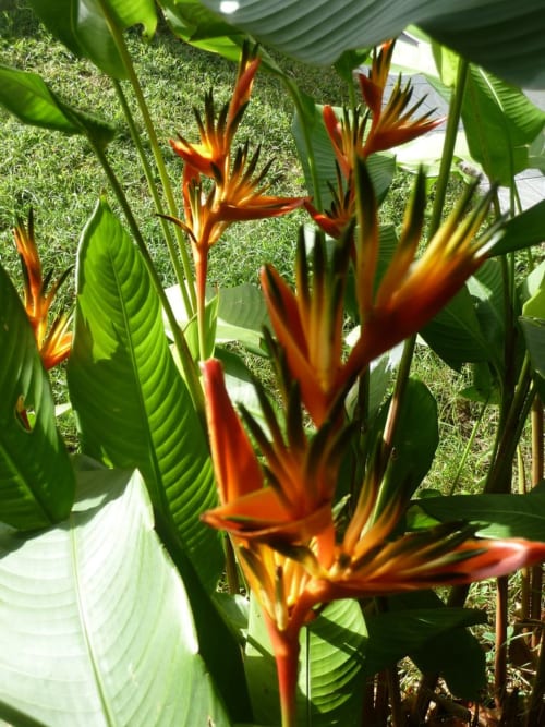 Fleurs tropicales rouge-orange éclatantes en fleur à la pension Caribgites à Sainte-Anne, Guadeloupe