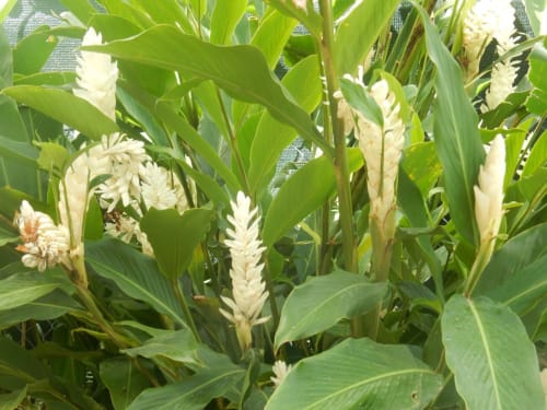 Fleurs blanches en épis parmi le feuillage vert au Caribgites B&B à Sainte-Anne, Guadeloupe