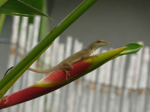 Petit lézard perché sur un bouton de fleur rouge parmi les tiges vertes, Caraïbes Sainte-Anne Guadeloupe