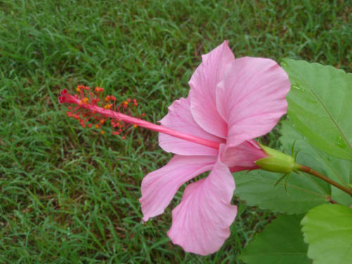Fleur d'hibiscus rose en fleur à la guest house Caribgites à Sainte-Anne, Guadeloupe