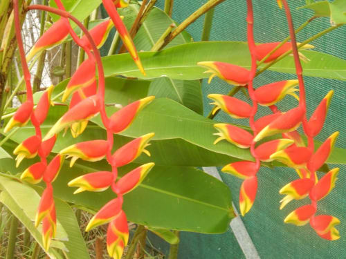 Fleurs tropicales aux couleurs éclatantes rouge et jaune à la Caribgites BnB à Sainte-Anne, Guadeloupe