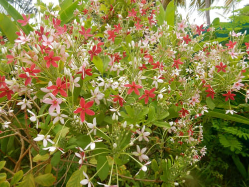 Plantes fleuries rose vif et blanc à la maison d'hôtes Caribgites à Sainte-Anne, Guadeloupe