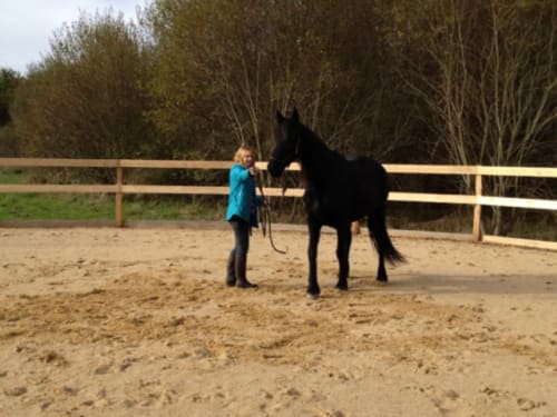 Jeune fille conduisant un cheval noir dans l'arène sablonneuse du Domaine Des Bois Argentés, gîte équestre en Sologne, France