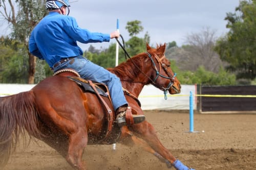 Concurrente de barrel racing sur un cheval bai à l'arène équestre de Crupet