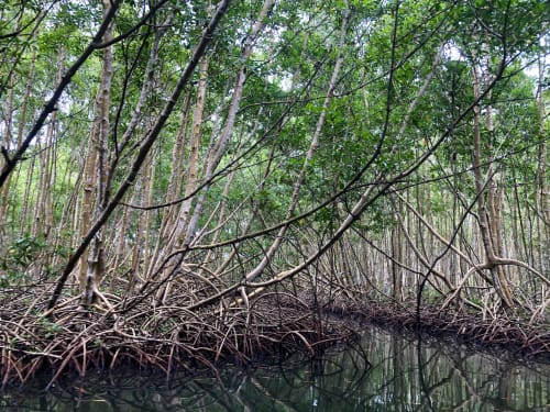 Forêt de mangroves dense avec racines se reflétant dans l'eau, Guadeloupe