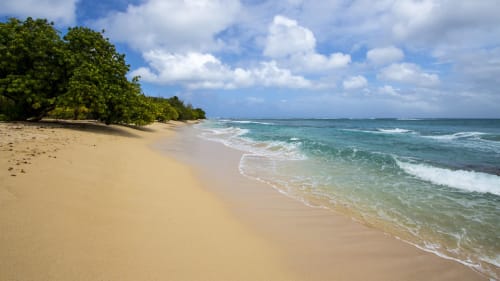 Plage de sable immaculé avec des vagues turquoise et des arbres verdoyants aux Gites Kaladja, Port-Louis, Guadeloupe