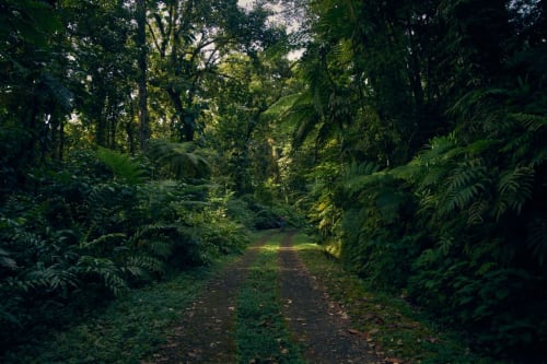 Sentier forestier luxuriant aux Gites Kaladja, une maison d'hôtes de charme nichée dans la nature verdoyante de Port-Louis, Guadeloupe