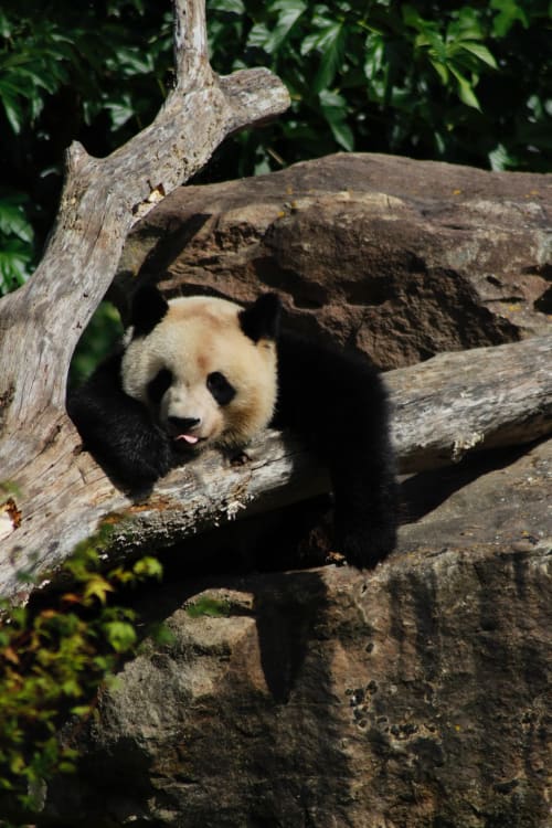Panda géant au repos sur des bûches avec feuillage verdoyant au Domaine Des Bois Argentés, Pruniers-en-Sologne