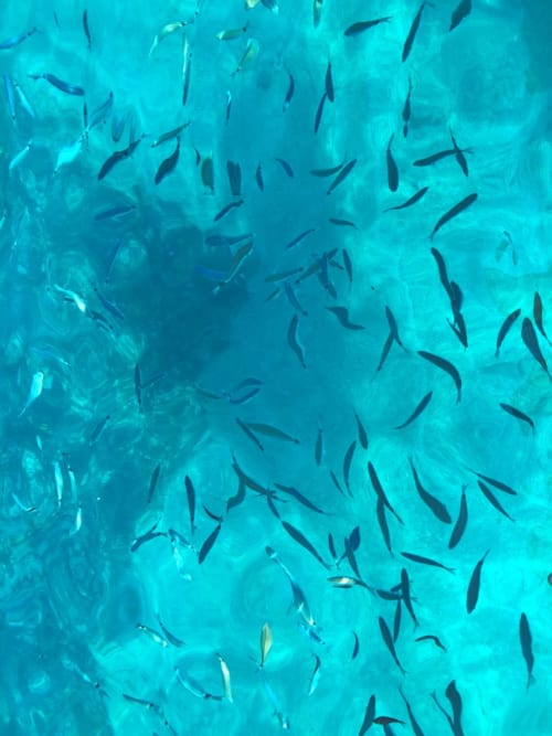 School of fish swimming in turquoise Mediterranean waters near Castellammare del Golfo