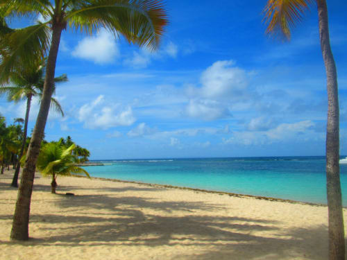 Plage tropicale à Caribgites à Sainte-Anne avec palmiers, eau turquoise et rivage de sable sous un ciel bleu