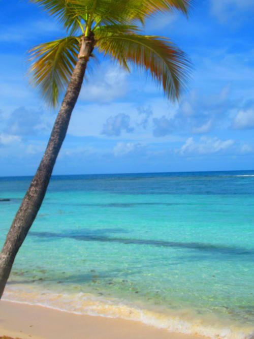 Palmier penché sur la plage turquoise des Caraïbes au gîte Caribgites à Sainte-Anne, Guadeloupe