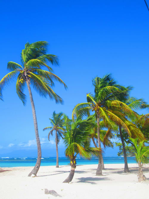 Palmiers sur une plage de sable blanc avec l'océan turquoise à Caribgites, Sainte-Anne, Guadeloupe