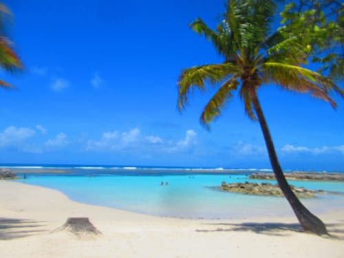 Paradis tropical à Sainte-Anne : palmier, lagon turquoise, sable blanc et ciel bleu chez Caribgites