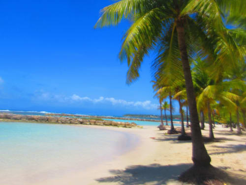 Plage tropicale bordée de palmiers aux eaux turquoise à Caribgites, Sainte-Anne en Guadeloupe
