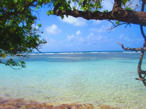 Eaux turquoise et plage de sable fin encadrées par des branches tropicales à Caribgites, Sainte-Anne, Guadeloupe