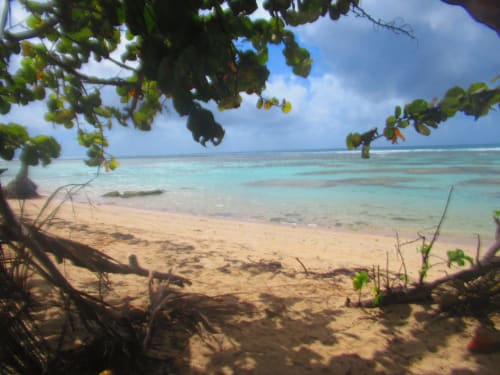 Plage tropicale de la Caribgites B&B à Sainte-Anne, Guadeloupe, avec eaux turquoise et frondaisons de palmiers