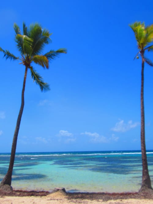 Deux grands palmiers encadrent les eaux turquoise cristallines et la plage de sable blanc de Sainte-Anne, Guadeloupe chez Caribgites