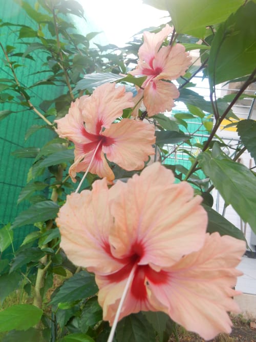 Fleurs d'hibiscus pêche aux cœurs roses s'épanouissant à Caribgites à Sainte-Anne, Guadeloupe