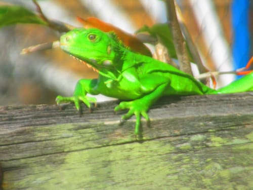 Superbe iguane vert sur une branche à Caribgites, gîte écologique en Guadeloupe à Sainte-Anne