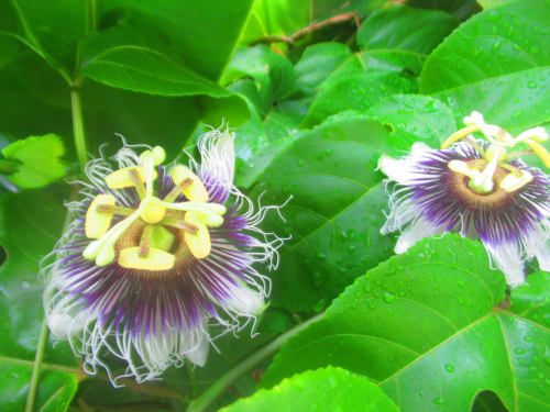 Fleur de la passion aux pétales blancs et couronne pourpre à Caribgites, Sainte-Anne Guadeloupe