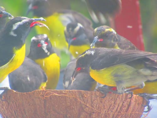 Colorés oiseaux-mouches au plumage jaune perchés sur du bois à Caribgites, Sainte-Anne