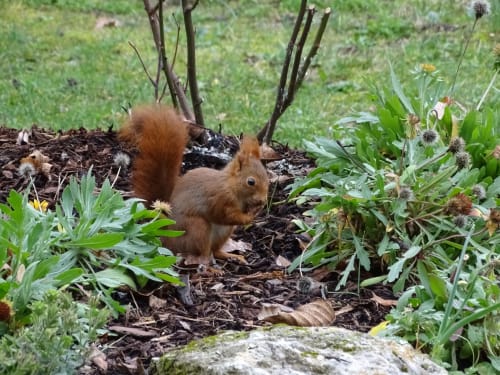 Red squirrel foraging in garden at La Barrat, Monmarvès, France